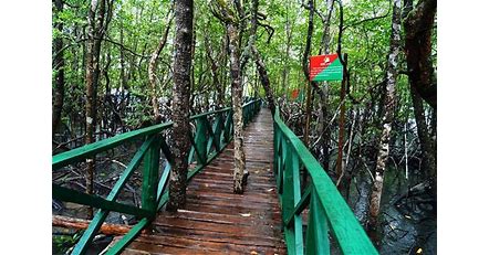 Baratang Island Tour